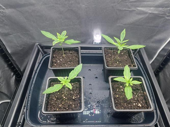 Purple Kush. Week 2 - 15.1.26