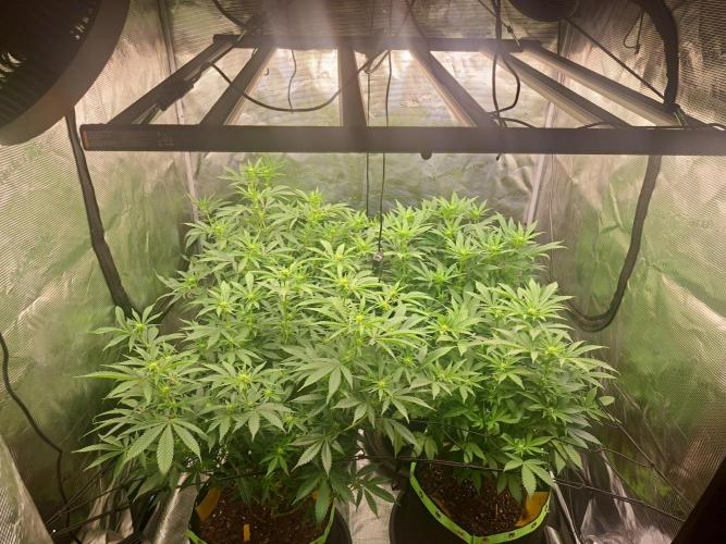 Pure Skunk Go Fast. Week 11 - 15.1.