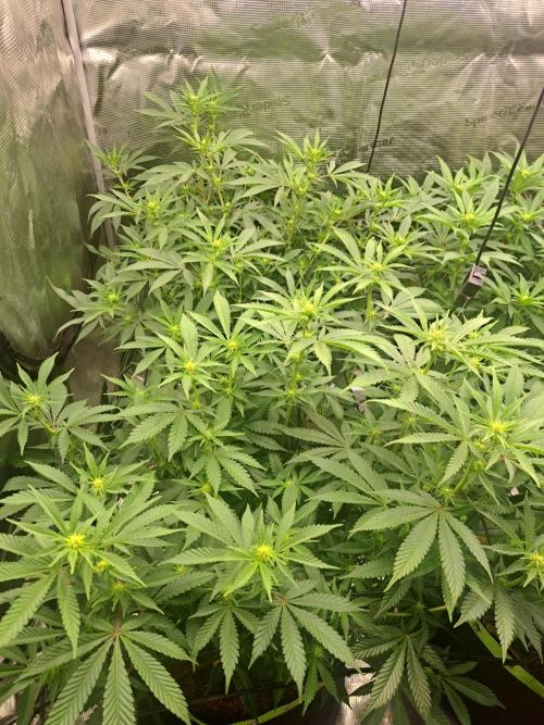 Pure Skunk Go Fast. Week 11 - 15.1