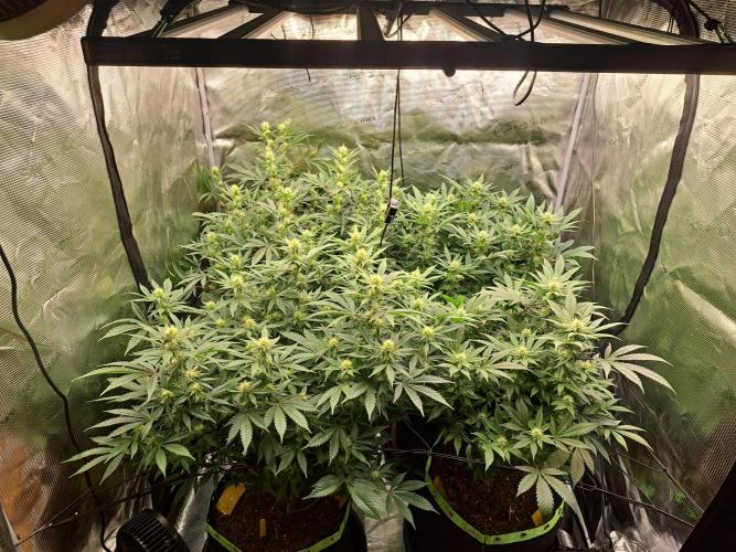 Pure Skunk Go Fast. Week 12 - Day 87     23.1.26
Flower Day 23 
