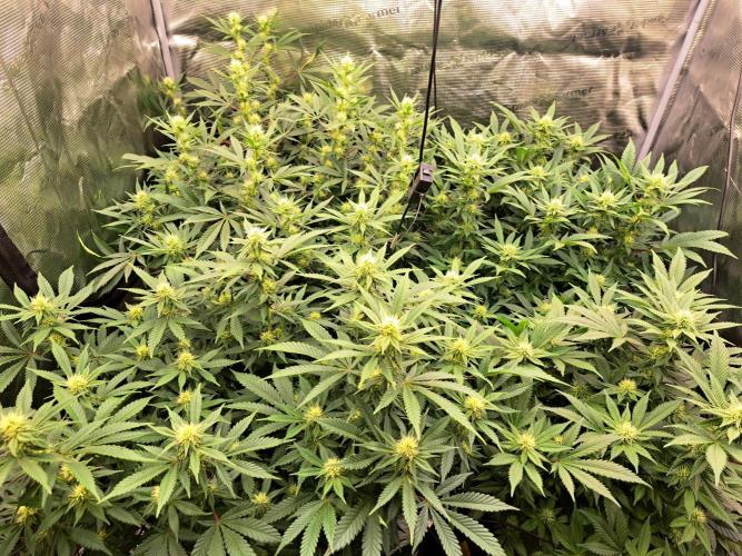 Pure Skunk Go Fast. Week 12 - Day 87     23.1.26
Flower Day 23