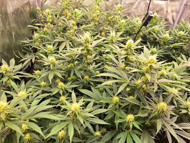 Pure Skunk Go Fast. Week 12 - Day 87     23.1.26
Flower Day 23