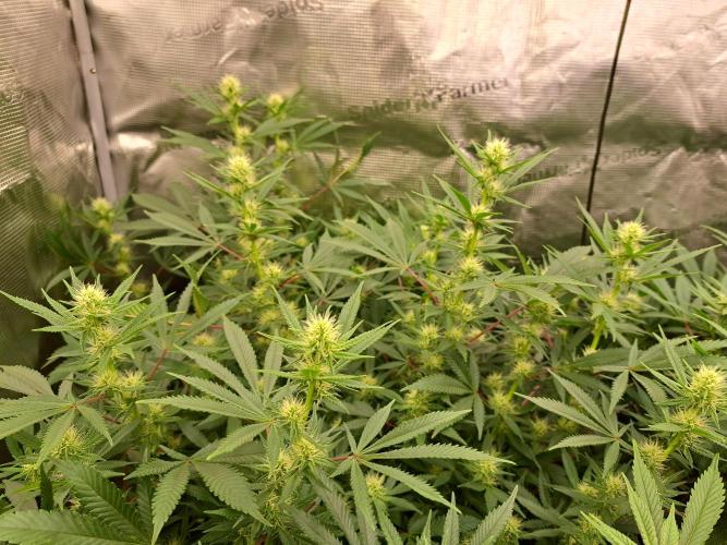 Pure Skunk Go Fast. Week 12 - Day 87     23.1.26
Flower Day 23