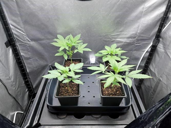 Purple Kush. Week 3 - 23.1.26