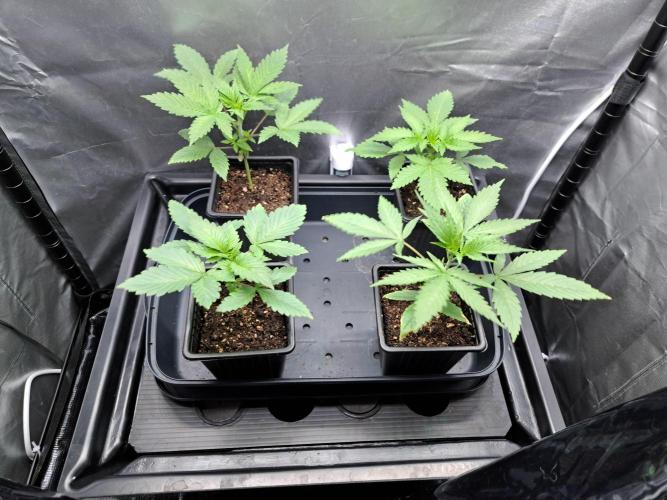 Purple Kush. Week 3 - 23.1.26