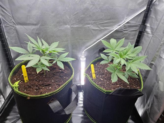 Purple Kush. Week 3 - 25.1.26 

Day 18 