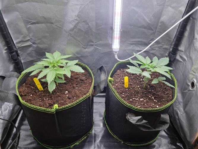 Purple Kush. Week 3 - 25.1.26 

Day 18 