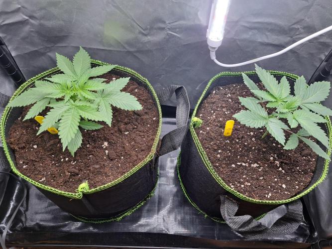 Purple Kush. Week 3 - 25.1.26 

Day 18 