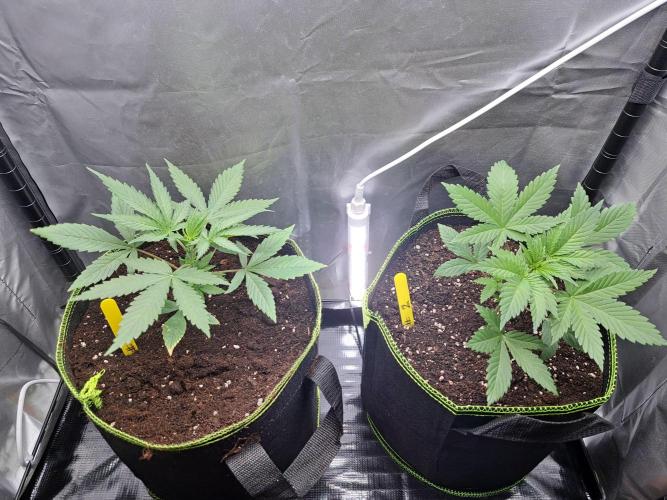 Purple Kush. Week 3 - 25.1.26 

Day 18 