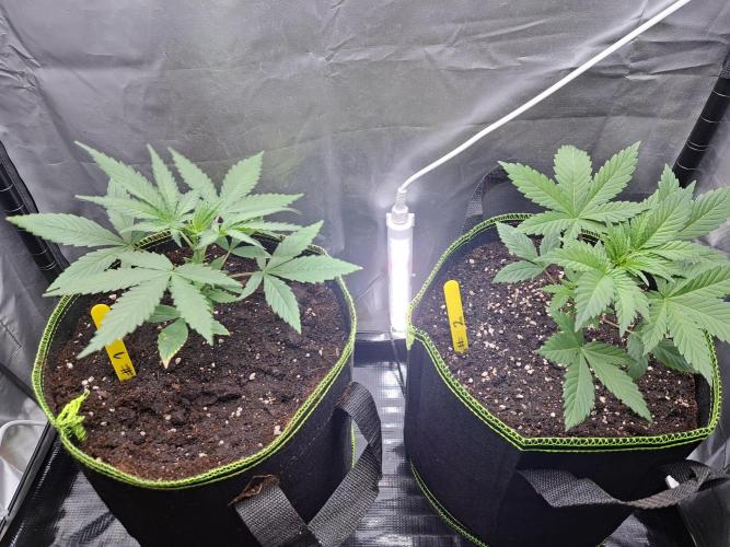 Purple Kush. Week 3 - 25.1.26 

Day 18 