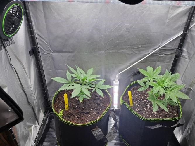 Purple Kush. Week 3 - 25.1.26 

Day 18 