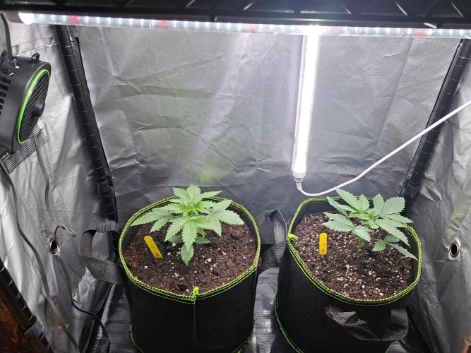 Purple Kush. Week 3 - 25.1.26 

Day 18 