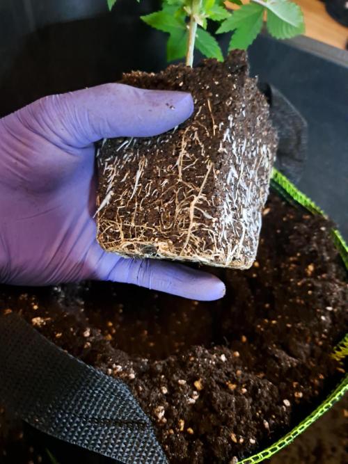 Purple Kush. Week 3 - 25.1.26 

Day 18 roots