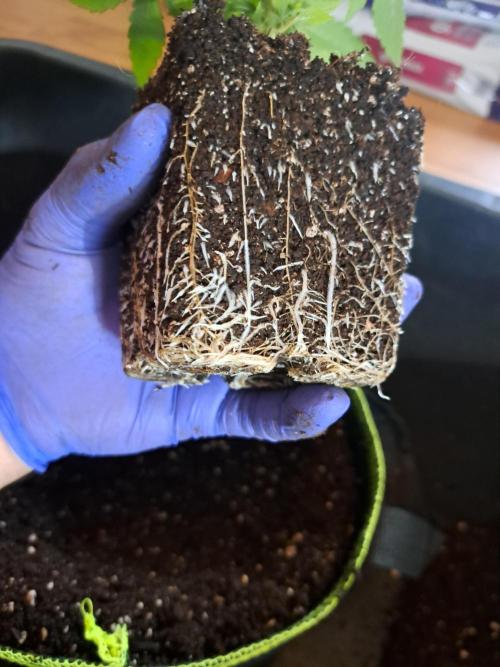 Purple Kush. Week 3 - 25.1.26 

Day 18 roots