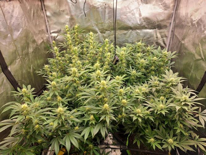 Pure Skunk Go Fast. Week 12 - Day 89    25.1.26
Flower Day 25

defoliation