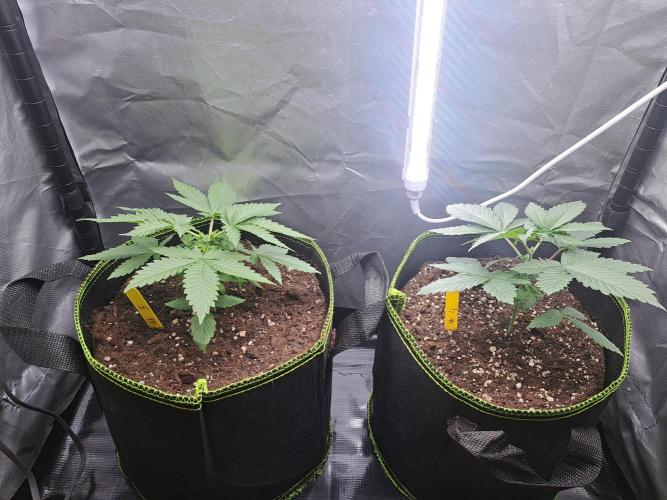 Purple Kush. Week 3 - 29.1.26 

Day 22  Topped