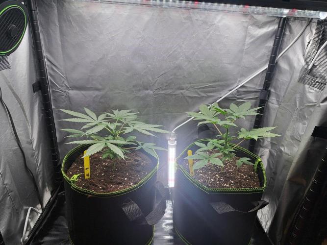 Purple Kush. Week 3 - 29.1.26 

Day 22  Topped