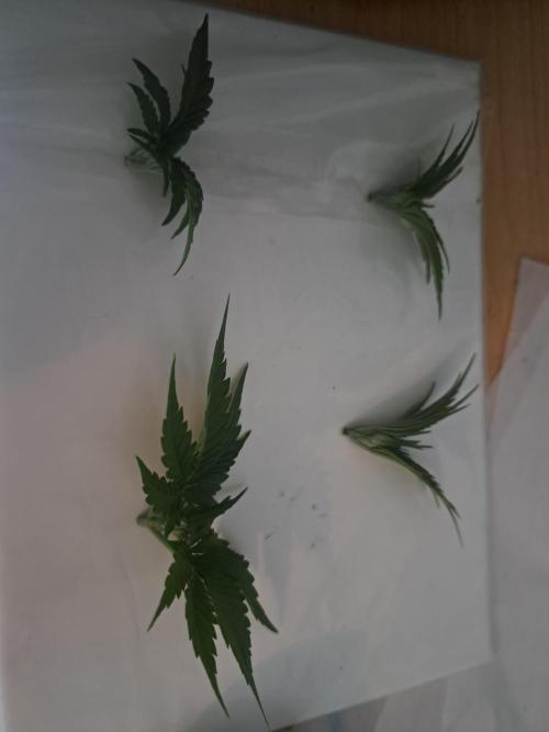 Purple Kush. Week 3 - 29.1.26 toppd ends