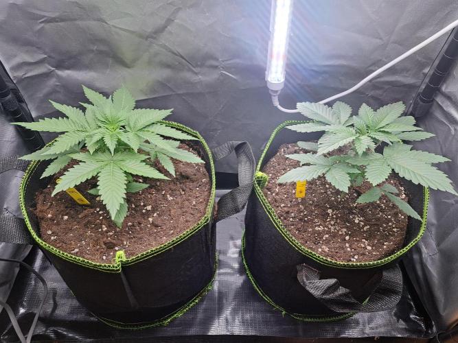 Purple Kush. Week 3 - 29.1.26 

Day 22  untopped