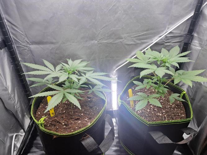 Purple Kush. Week 3 - 29.1.26 

Day 22  untopped