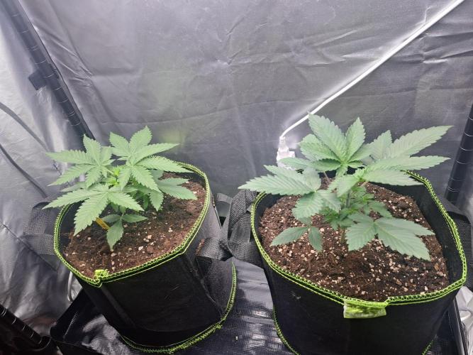 Purple Kush. Week 4 - 30.1.26

Day 23