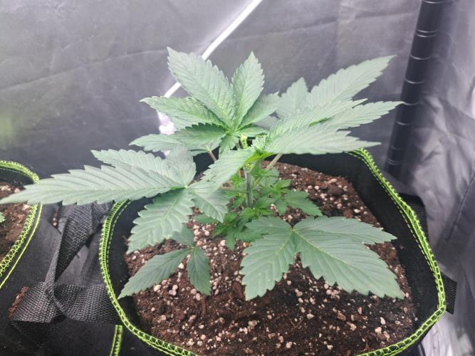 Purple Kush. Week 4 - 30.1.26

Day 23