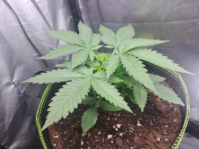 Purple Kush. Week 4 - 30.1.26

Day 23