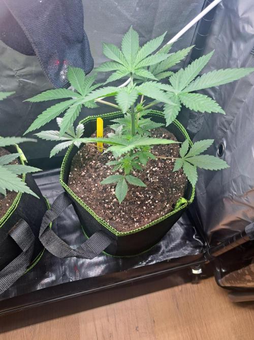 Purple Kush. Week 4 - 30.1.26

Day 23