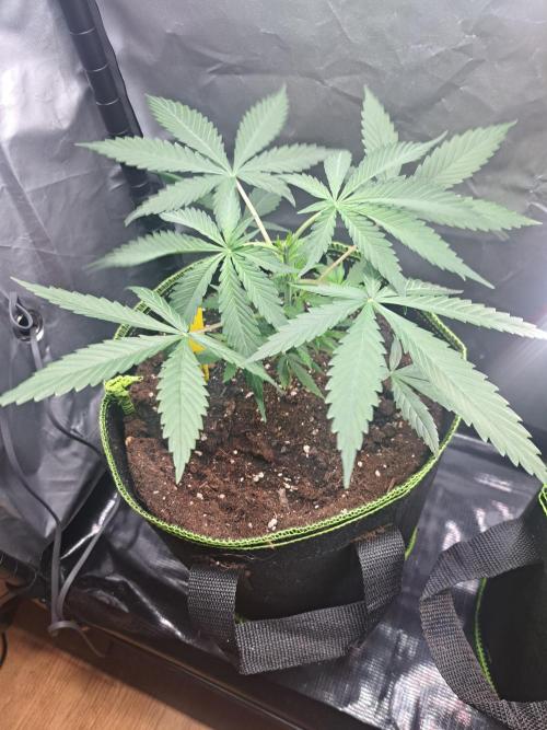 Purple Kush. Week 4 - 30.1.26

Day 23