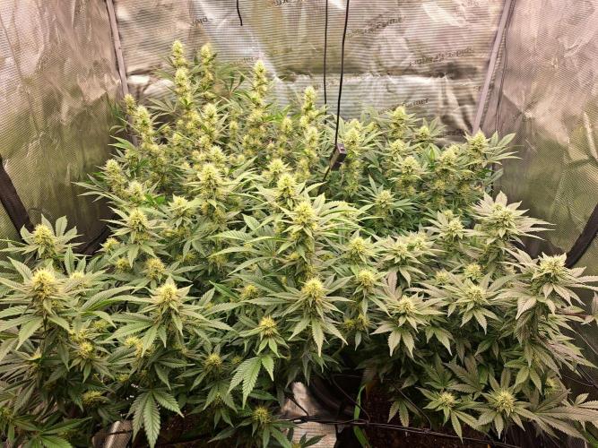 Pure Skunk Go Fast. Week 13 - Day 95 

Flower Day 31 