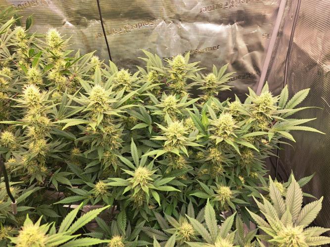 Pure Skunk Go Fast. Week 13 - Day 95 

Flower Day 31 