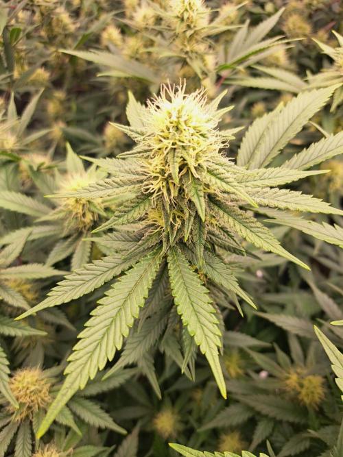 Pure Skunk Go Fast. Week 13 - Day 95 

Flower Day 31 