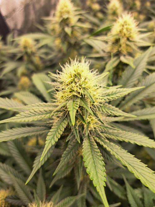 Pure Skunk Go Fast. Week 13 - Day 95 

Flower Day 31 