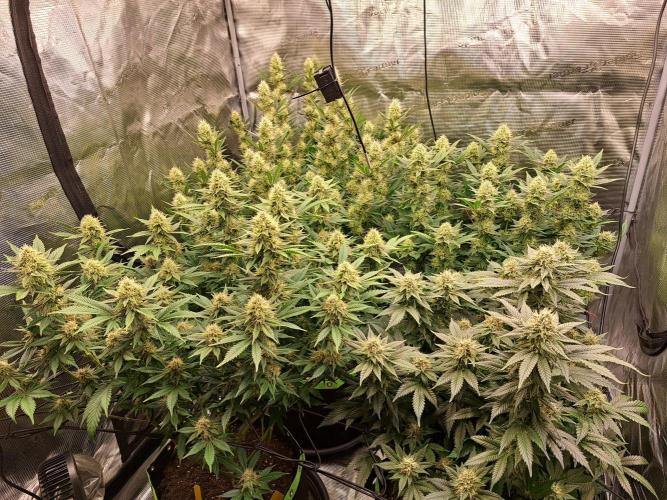 Pure Skunk Go Fast. Week 14 - Day 103 
Flower Day 39