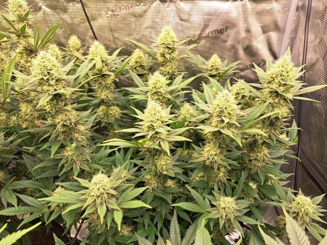 Pure Skunk Go Fast. Week 14 - Day 103 
Flower Day 39