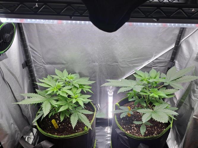 Purple Kush. Week 5 - Day 31 