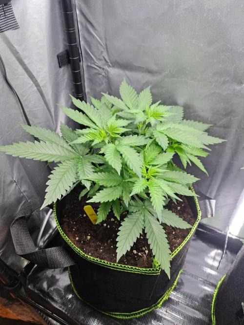 Purple Kush. Week 5 - Day 31 