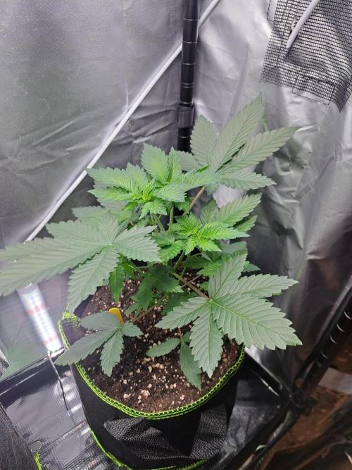 Purple Kush. Week 5 - Day 31 