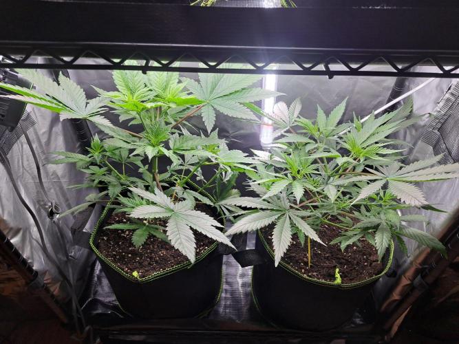 Purple Kush. Week 5 - Day 31 