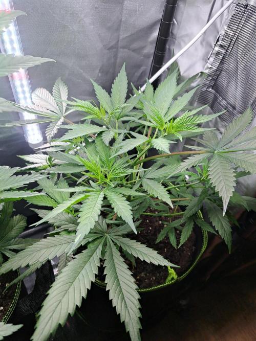 Purple Kush. Week 5 - Day 31 