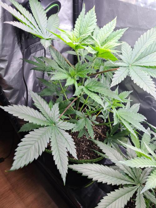 Purple Kush. Week 5 - Day 31 