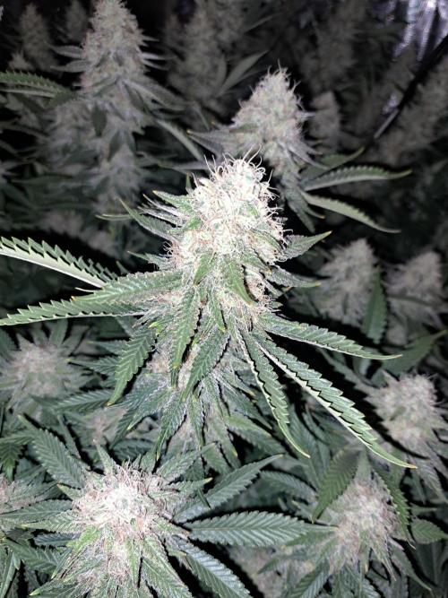 Pure Skunk Go Fast. Week 15