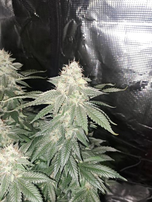 Pure Skunk Go Fast. Week 15