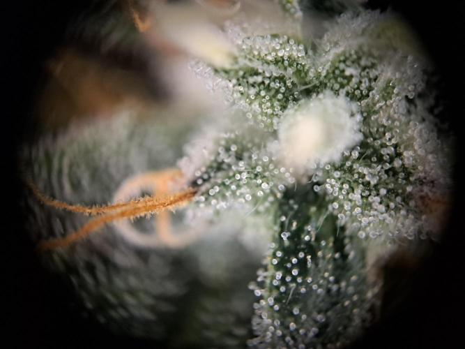 Pure Skunk Go Fast. Week 15