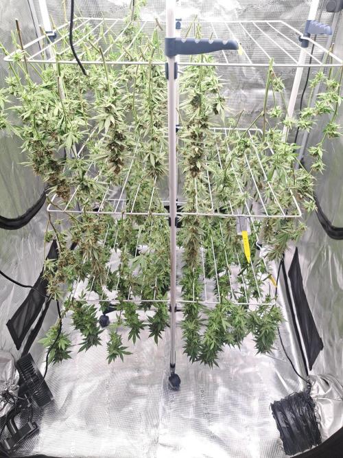 Pure Skunk Go Fast. Week 15