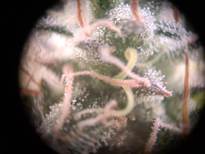 Pure Skunk Go Fast. Week 15