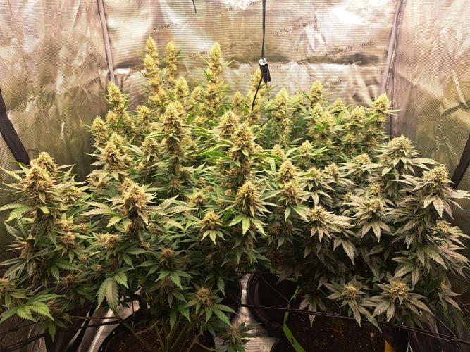 Pure Skunk Go Fast. Week 15