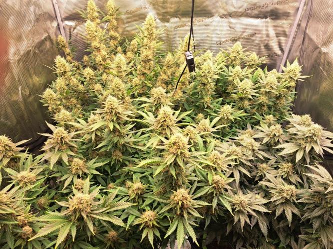 Pure Skunk Go Fast. Week 15