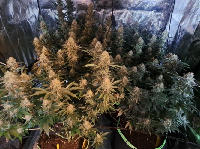 Pure Skunk Go Fast. Week 15