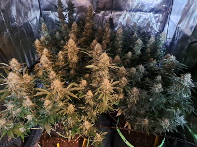 Pure Skunk Go Fast. Week 15